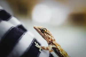 Při výběru terarijního zvířete rozhodují nejen sympatie budoucího chovatele