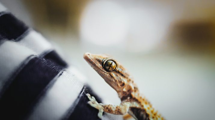 Při výběru terarijního zvířete rozhodují nejen sympatie budoucího chovatele
