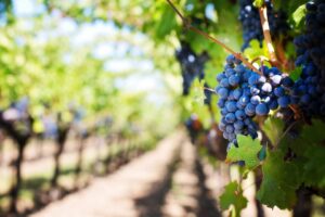 Pavlov – okouzlující vinařská obec