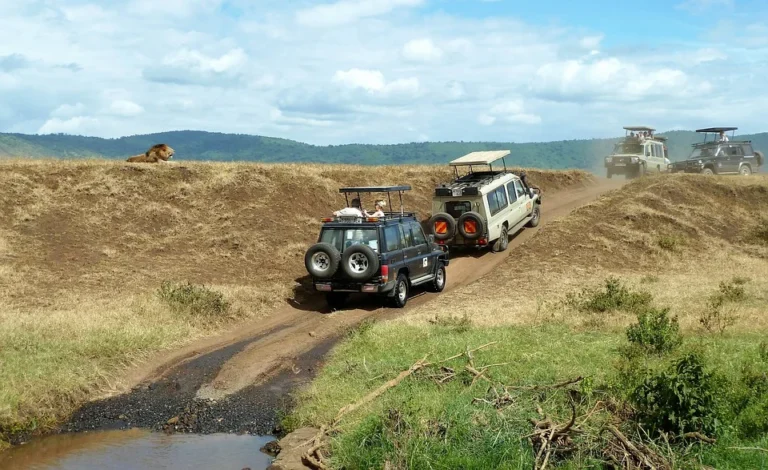Terénní vozidla na safari v otevřené krajině, ilustrační fotografie