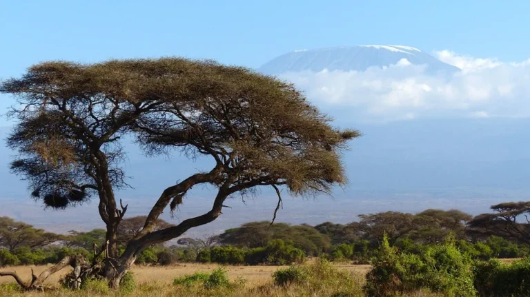 Kilimanjaro nad krajinou – ilustrační fotografie k přípravě výstupu.