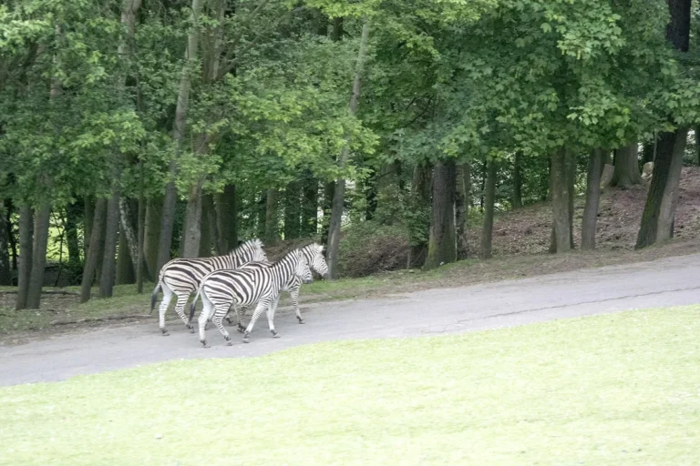 Zebry přecházejí cestu v Africkém safari ve Dvoře Králové nad Labem