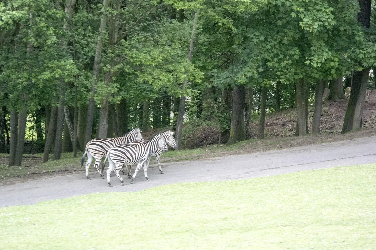Zebry přecházejí cestu v Africkém safari ve Dvoře Králové nad Labem