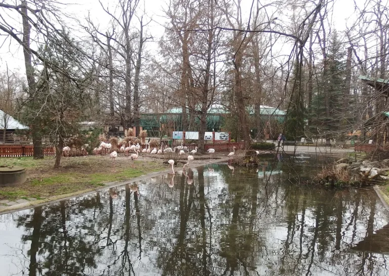 Jezírko s plameňáky růžovými v Zoo Hodonín, v pozadí pavilon mezi stromy lužního lesa