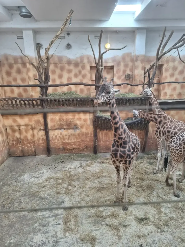 Žirafy uvnitř pavilonu v Zoo Olomouc na archivní fotografii