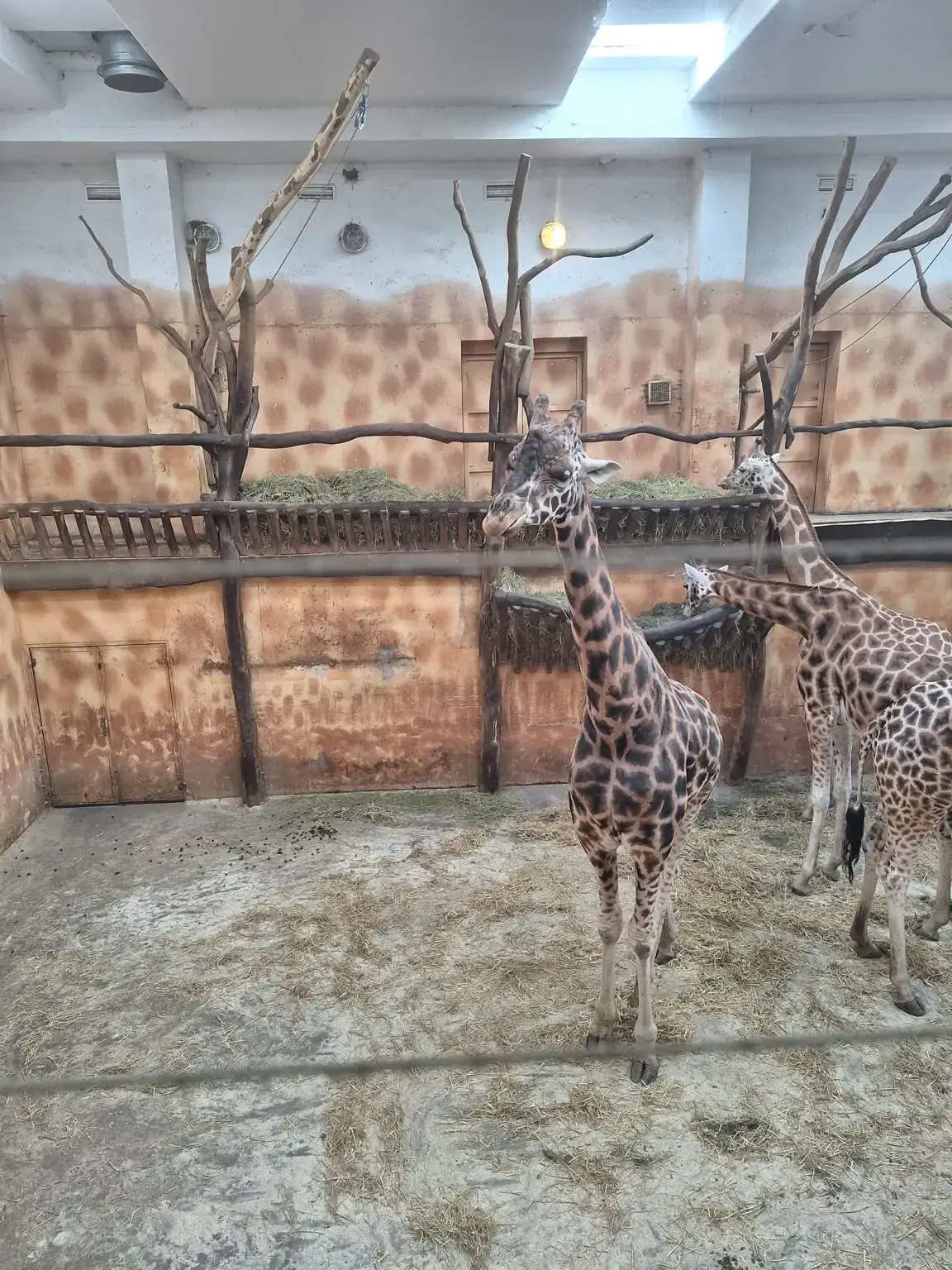 Žirafy uvnitř pavilonu v Zoo Olomouc na archivní fotografii