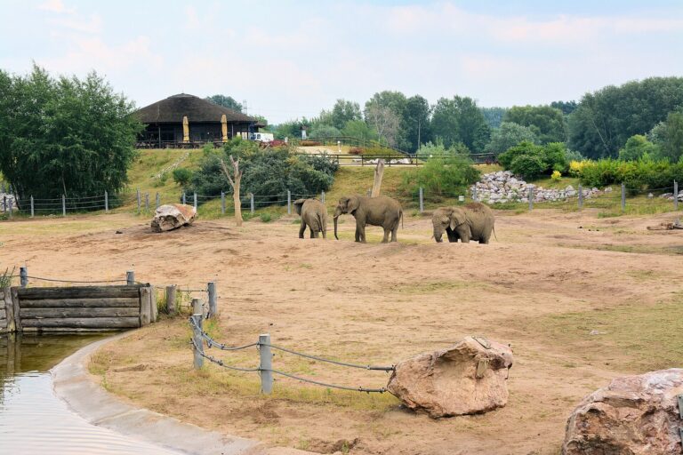 Sloni a jejich venkovní výběh v Nové zoo Poznaň