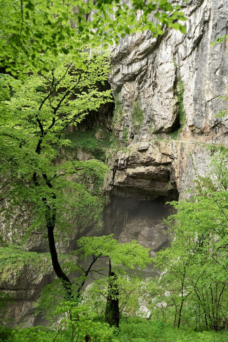 Zalesněná krasová propast a skalní stěny u Škocjanských jeskyní