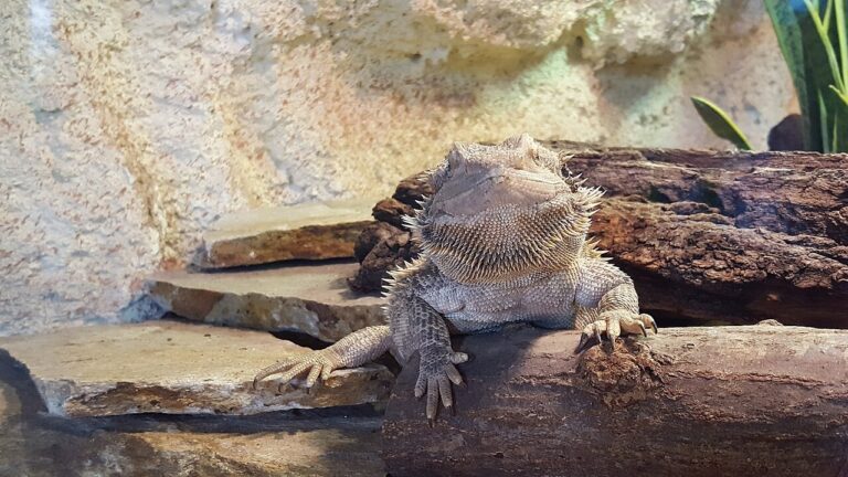 Agama vousatá na archivní fotografii ze Zoo Bydhošť