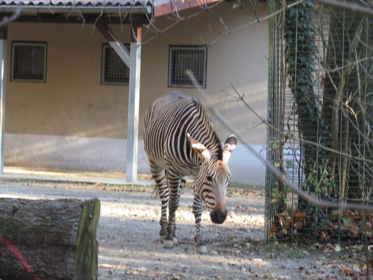 Zebra horská ve výběhu zoo Chemnitz