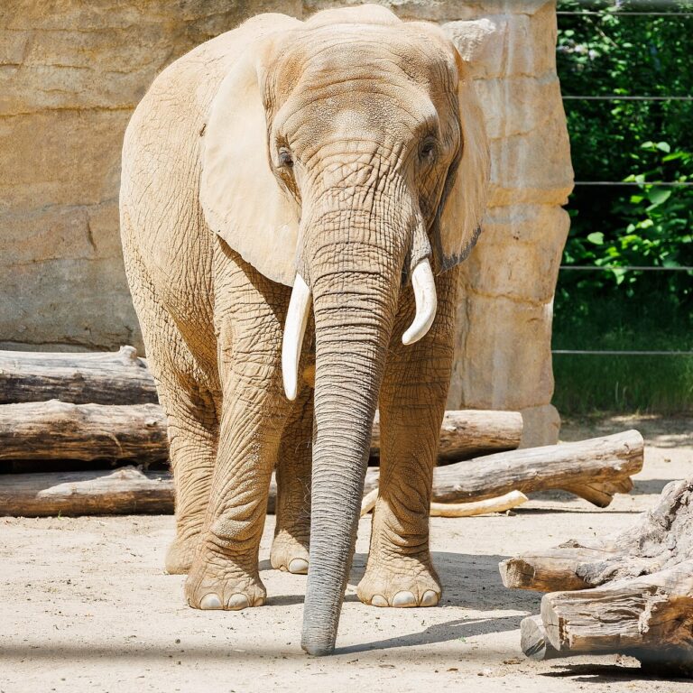 Africký slon ve výběhu Zoo Drážďany