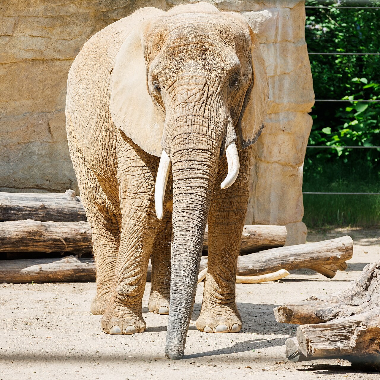 Africký slon ve výběhu Zoo Drážďany